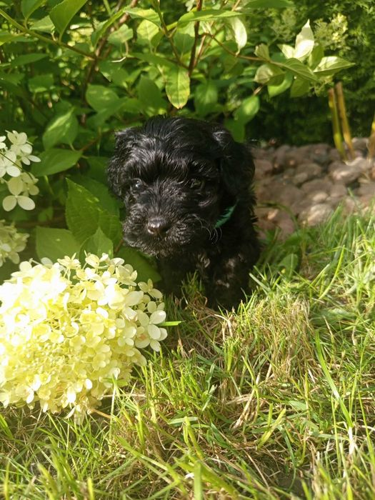 Maltipoo/Hawapoo f1 piękna dziewczynka