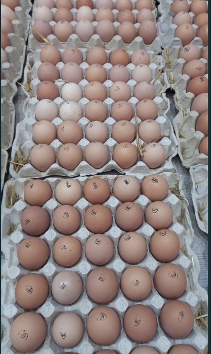 І/я м‘ясояєчного направлення