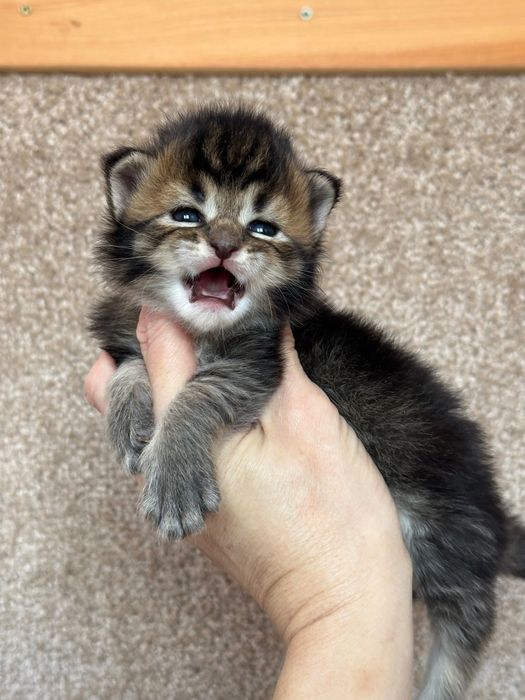 Jasmine-Kotka Maine Coon