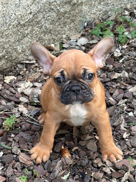 Bulldog francês fawn  tan