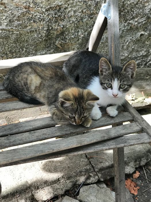 Подарю кошенят в добрі руки