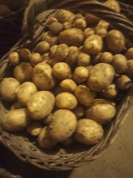 Sprzedam ziemniaki jadalne