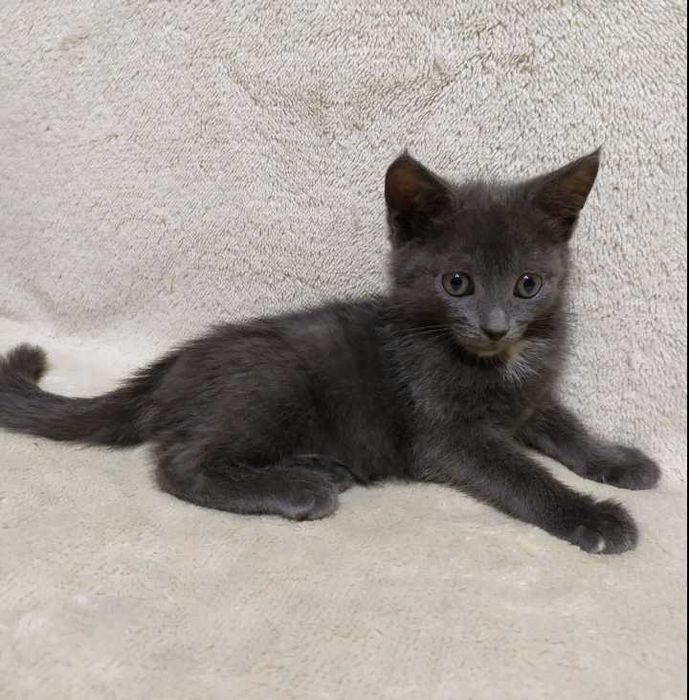 Безкоштовно в добрі руки