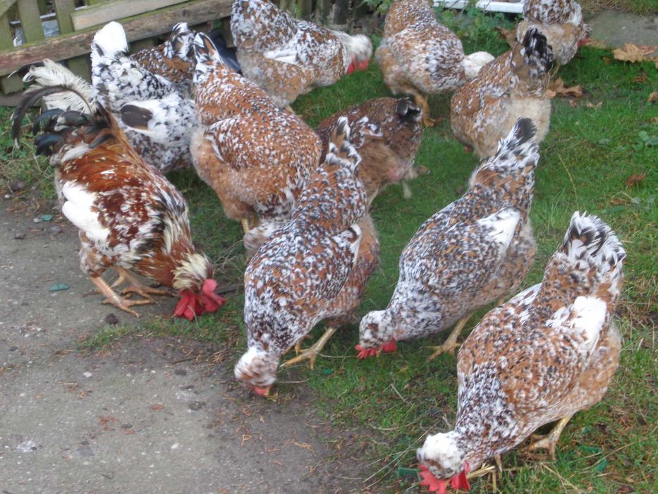 Jaja legowe czubatki. Drób ozdobny