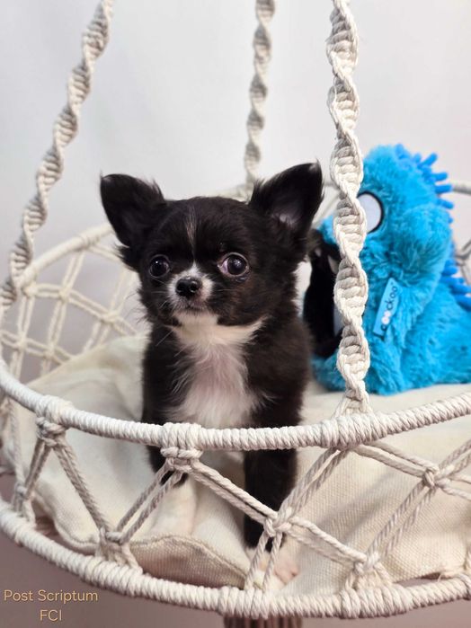 Post Scriptum VALENTINO 680 g, Chihuahua długowłosy ZKwP FCI mały piesek xxs