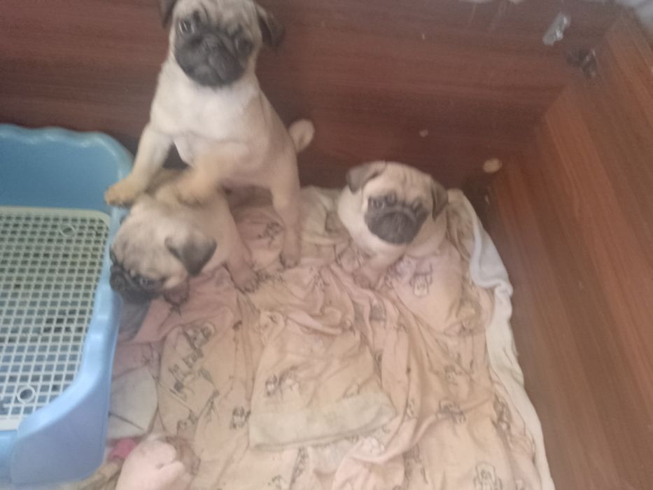 Продаються хлопці