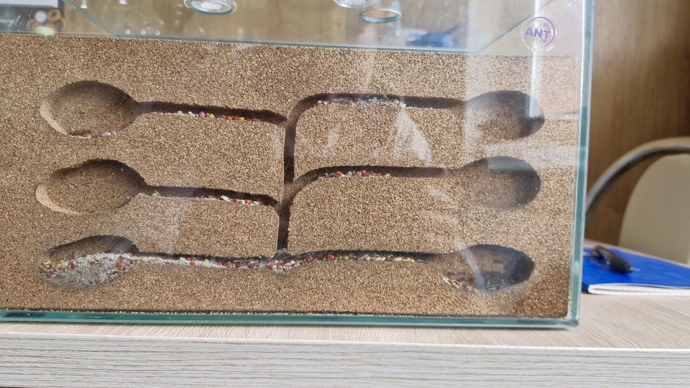 Formikarium King Cork Zestaw
