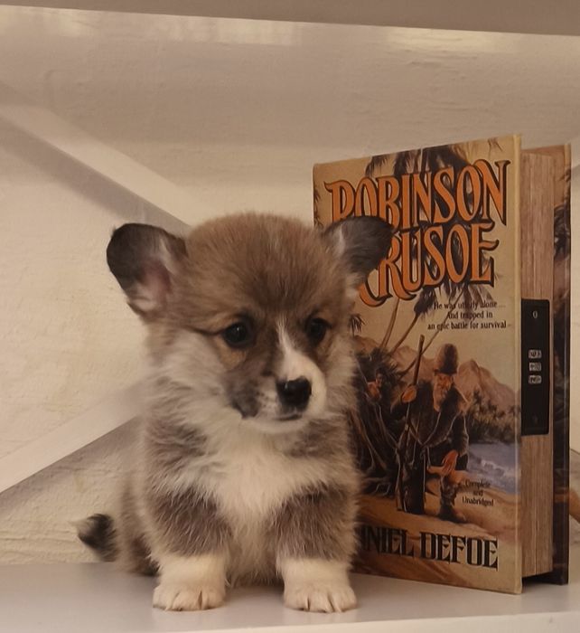 Щенки корги продаю