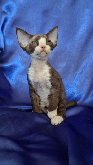Devon Rex koczenta WGF