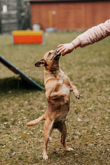 12-kg Kajtek szuka domu na zawsze!