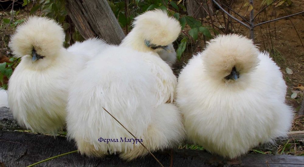 Здаю котедж, вул. Миру 42, на горі під лісом