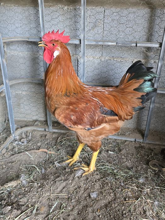 Galos jovens bonitos e saudáveis