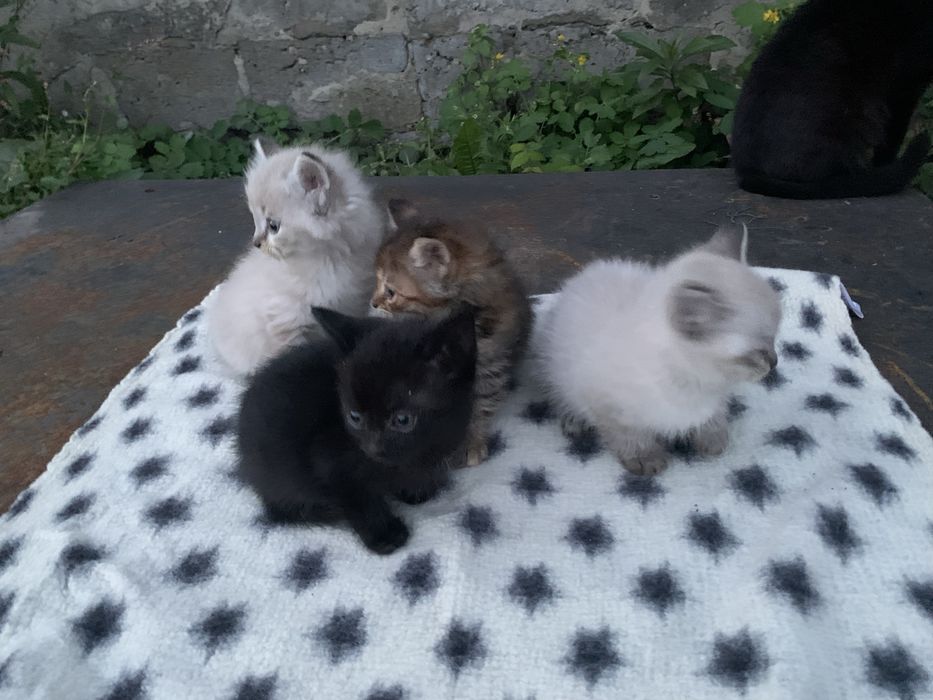 Кошенятка дівчатка та хлопчики