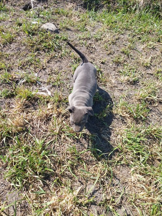Szczeniak american Staffa terrier