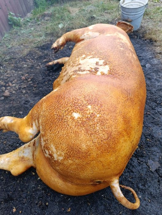 До вашої уваги!!! Свинина! Туша та пів туші.