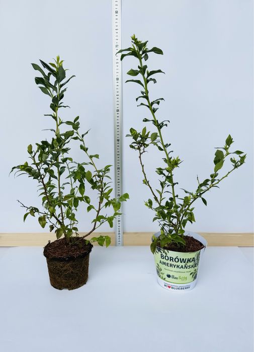 Borówka Amerykańska / Sadzonki Borówki Amerykańskiej /Sadzonka Borówki