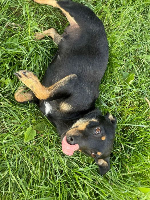 Małe pieski szukają domu