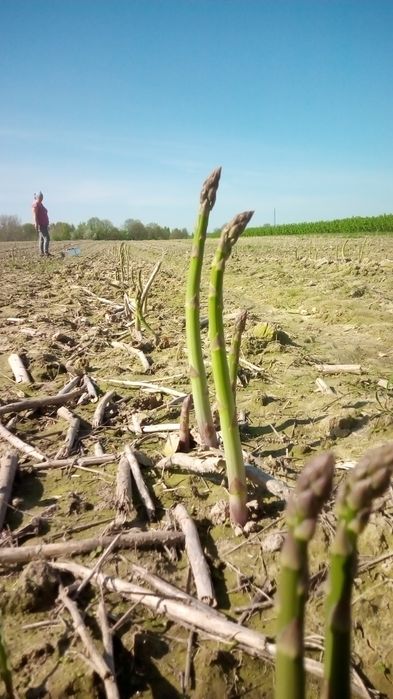 Już są szparagi zielone  zapraszamy