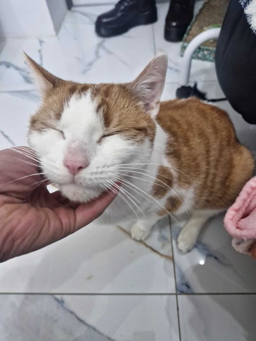 Słodziak FOREST czeka na dobry domek!