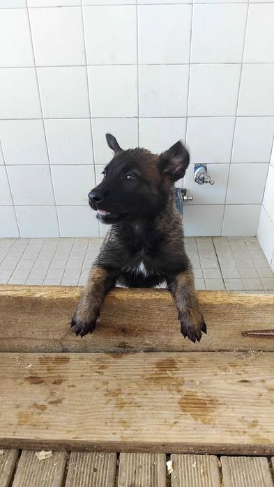 Pastor Belga Malinois