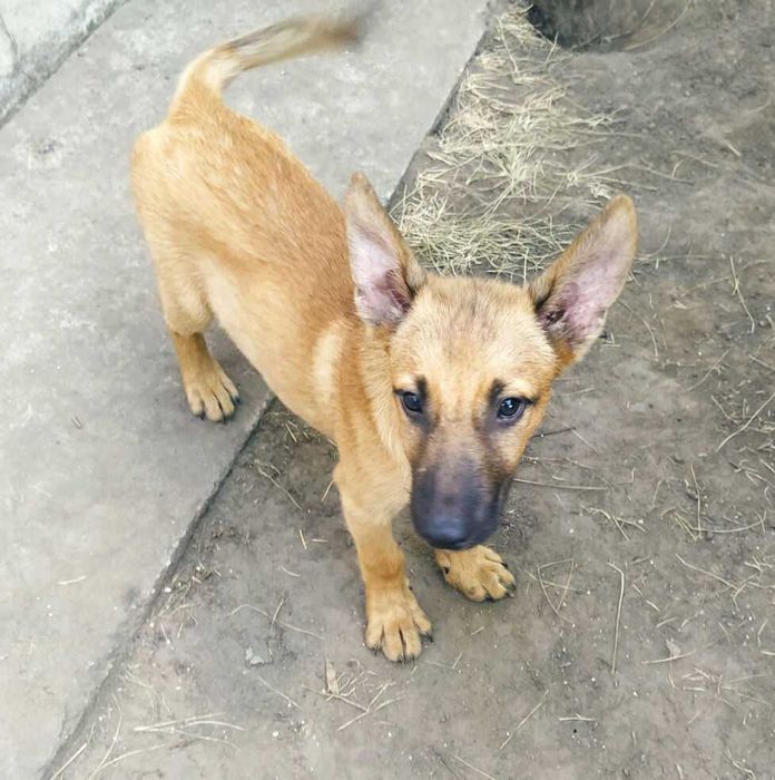 Щенята в добрі руки