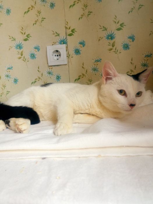 Віддам врятовано котика в добрі руки
