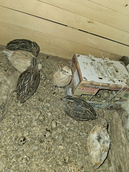 Ovos de cordonizes