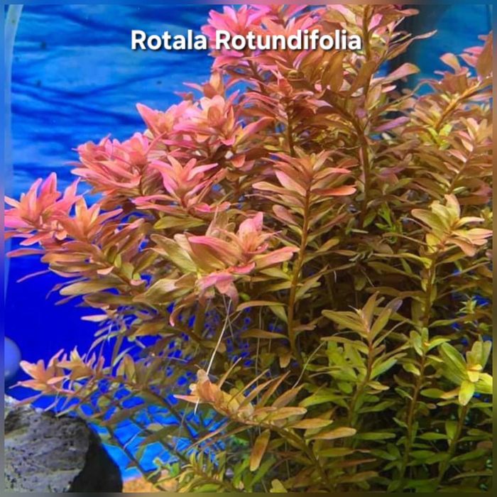 Pack 42x | 7 Espécies de plantas Aquário - Manutenção Fácil