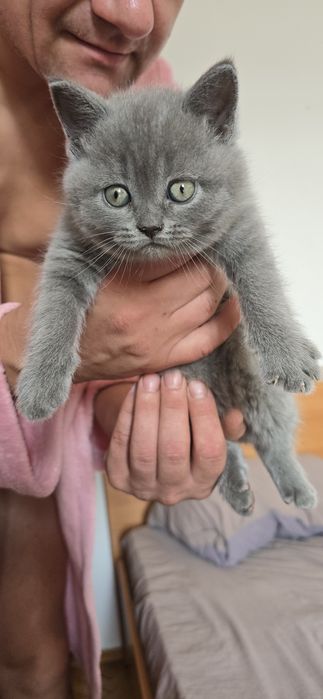 Британські кошенята
