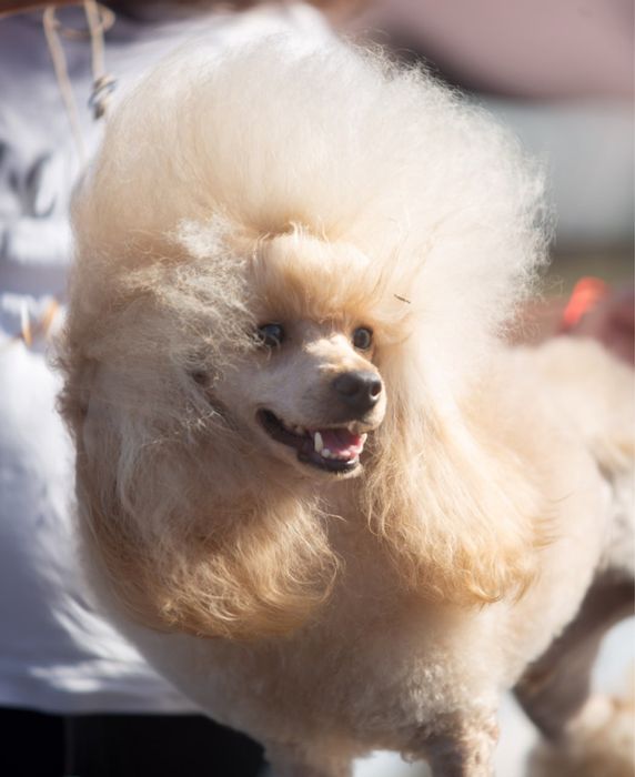 Той пудель  вязка , документи КСУ FCI