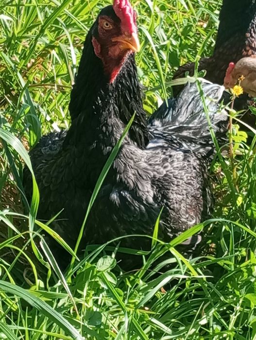 Cornish perdiz/ jubileu/bresse gauloise/legorn branco