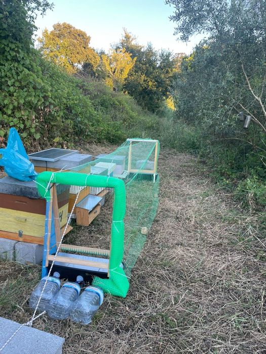 Nova ARMADILHA SECA para arpa elétrica vespa velutina