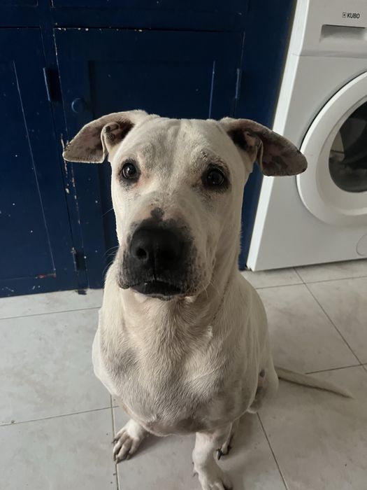 Adoção Dogo Argentino