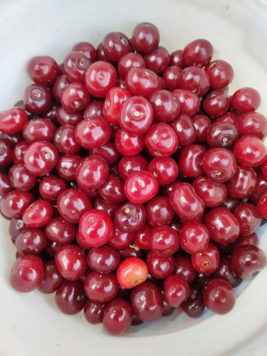 Продам саджанці плодових і декор.дерев