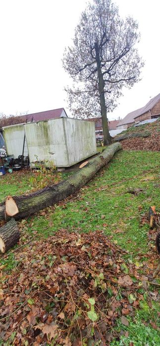 Sprzedam drzewo dąb tartaczny materiałowe drewno