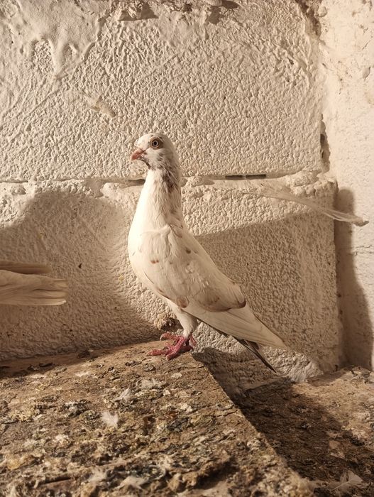 Pombos de raça cambalhota português e correias