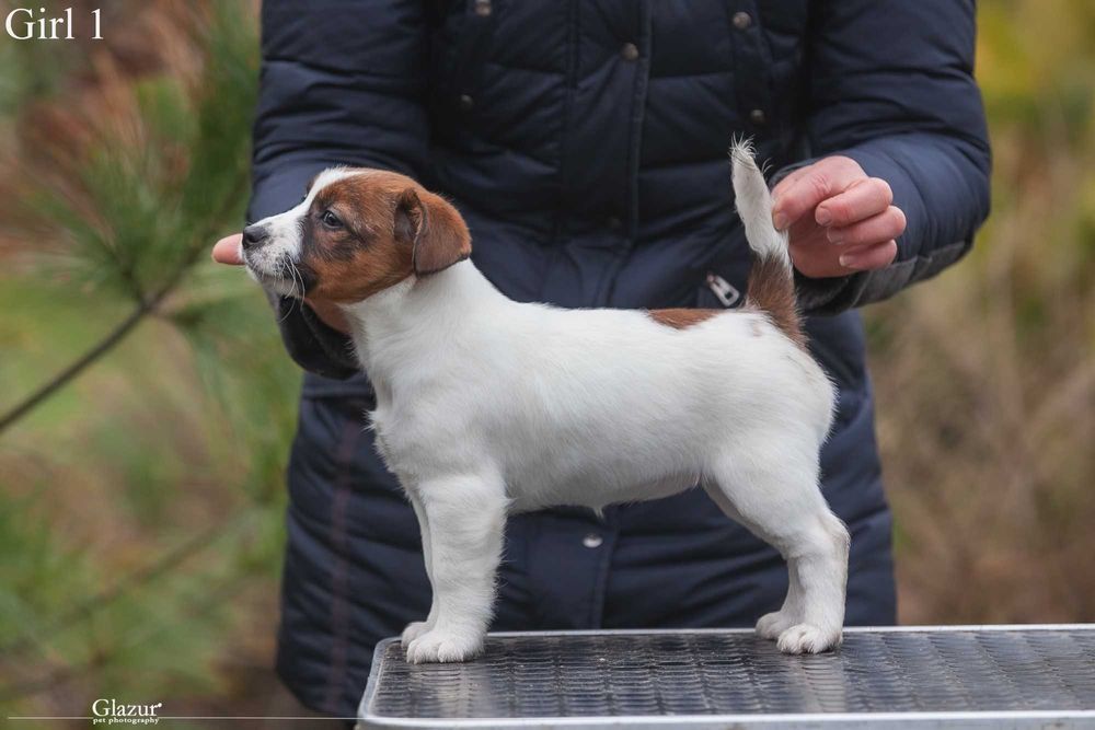 Породисте цуценя Джек Рассел тер'єр. 2 хлопчика, 1 дівчина