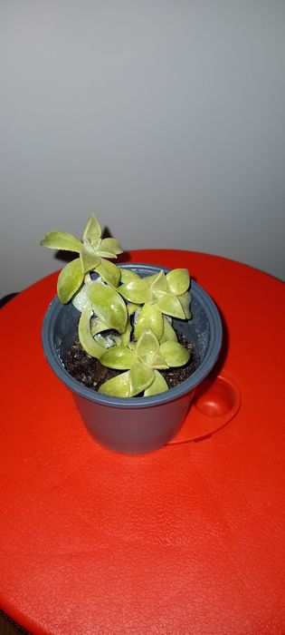 Кімнатна квітка/ рослина Ехеверія
