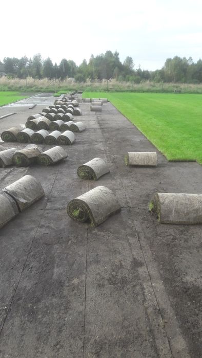 Trawa rolowana trawnik z rolki