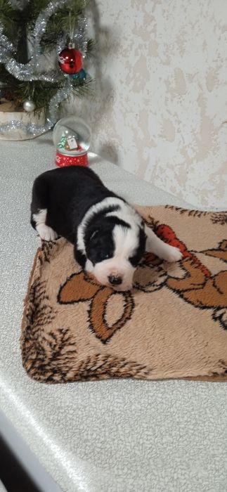 Цуценята алабай САО