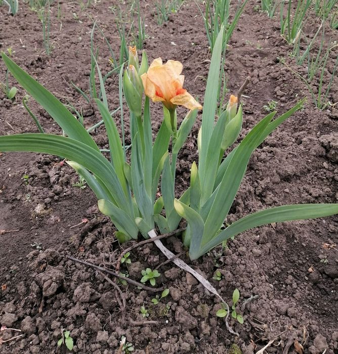 Продам сфероцефалон, аліум, айстра альпійська ромашка синя, морозник