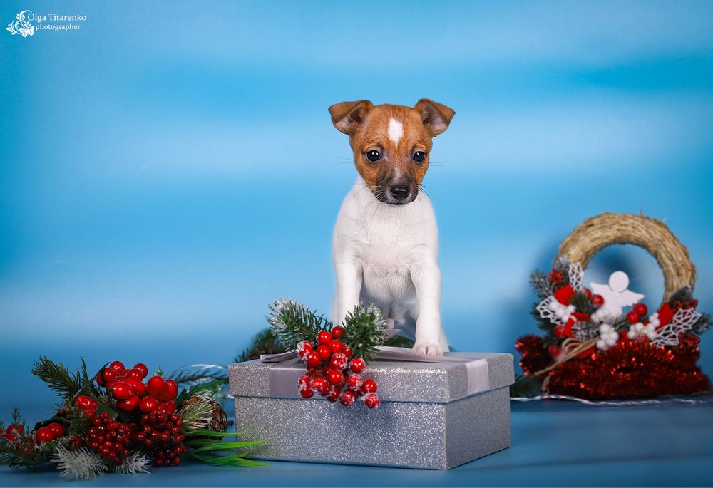 Цуценята американського той фокс терієра