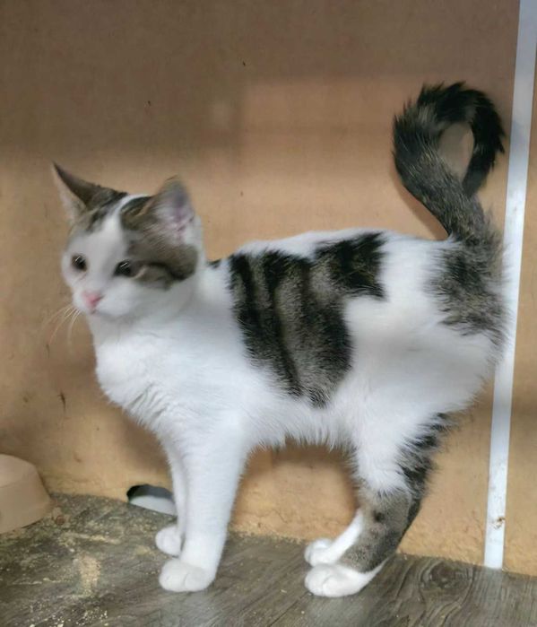 Кошеня-хлопчик 4 міс.