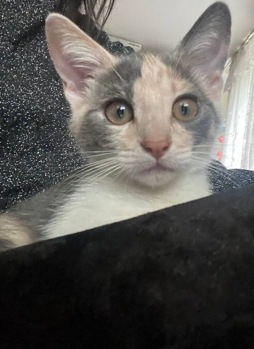 Котенок девочка трехмастная