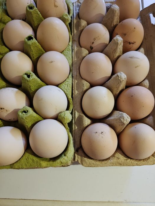Jajka wiejskie z wolnego wybiegu