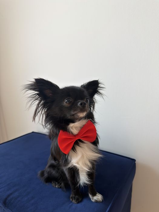 Reproduktor Chihuahua długowłosa -krycie