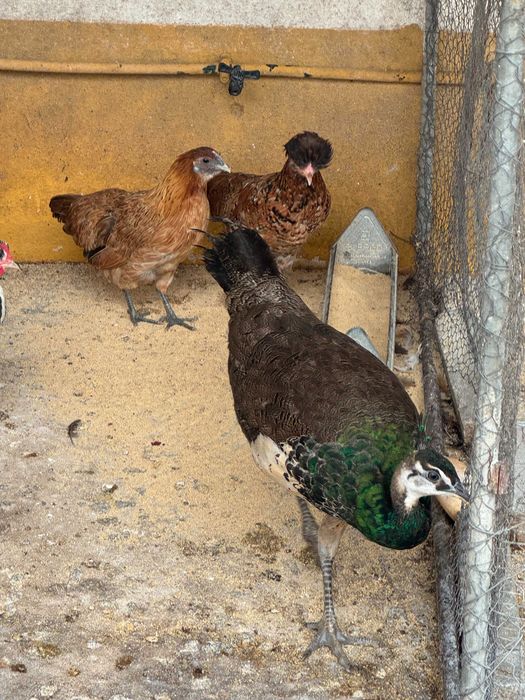 Pavoa em Évora para venda
