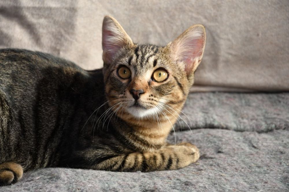 Котёнок подросток бесплатно