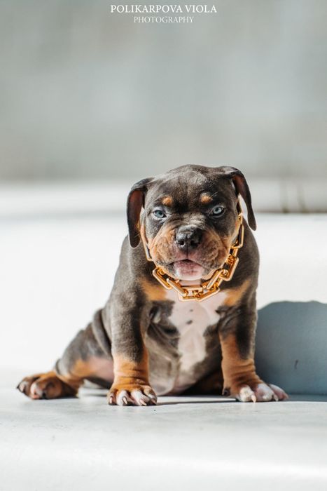 Американский булли