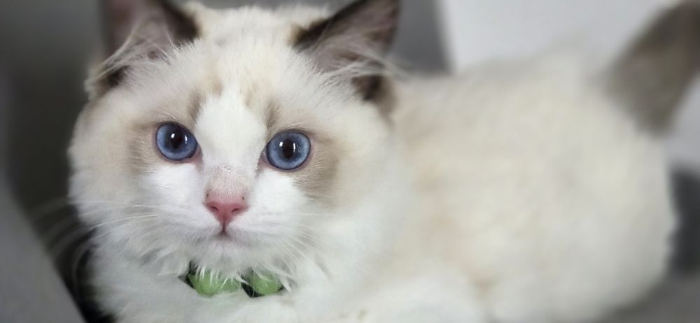 Kocur kot  RAGDOLL rodowód FPL